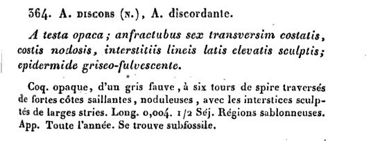 Rissoidae nel Mediterraneo: Genere Alvania